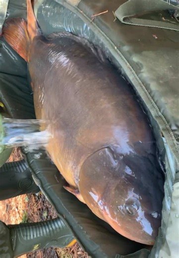 OLD WARRIOR CARP 💥 #carp #fyp #fishing #fish #pesca 🎣🎣🎣