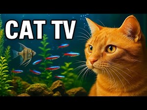 🔴 LIVE Cat TV Fish Tank 🐟 | Fish for Cats to Watch (4K HDR, No Music)