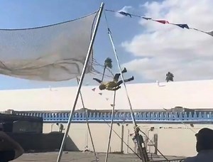 Moment human cannonball stuntman is seriously injured in failed fair feat