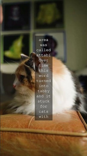 Why Tabby Cats Are Called Tabby Have you ever wondered why cats with striped fur are...