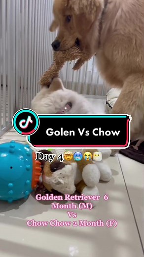 Golden Retriever vs Chow Chow Fight | Day 1-4 Highlights