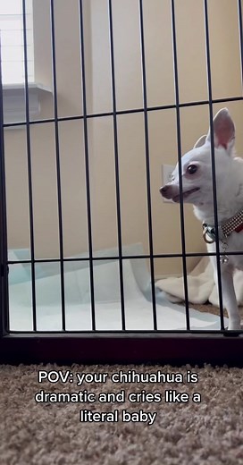 Understanding Chihuahua Separation Anxiety: Why Do Chihuahuas Cry When Left Alone?