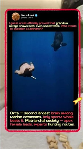 Why Orcas Are The Smartest Villains Undersea! 🌊 #Nature #funny #Wildlife