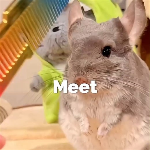 Curious Core on Instagram: "Meet the chinchilla — the land animal with the densest fur in the world. Their ultra-soft coat keeps them incredibly warm and makes them one of the most unique exotic pets. Known for their lightning-fast jumps and playful personality, chinchillas are also surprisingly clean, with almost no body odor compared to most small pets. However, they require indoor living and stable temperatures, as they cannot handle heat or sudden climate changes. These adorable creatures sl