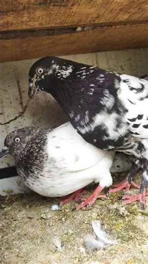🔥😲Real SARANPURI 🔥 #pigeon #highyflyer #desi #us