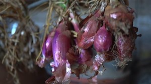 Des grappes appétissantes d'oignon de shallot : vidéo de stock (100 % libre de droit) 1094114795 | Shutterstock