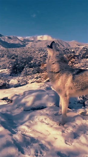 Under the falling snow, the wolves raise their heads and howl into the frozen air — a haunting song of unity, freedom, and the wild spirit that never fades. ❄️🐺🌙 #wolves #wolf #wolveshowling #wolfpack #wolvesofinstagram #majesticwolf #snowwolf #wildandfree #wolfspirit #spiritanimal #wilderness #naturelovers #wildlife #animallovers #naturephotography | Wolfitude
