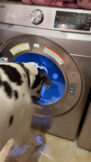 Funny Great Dane Spies & Swipes Wool Dryer Ball & Runs & Leaps & To His Man Cave Sofa
