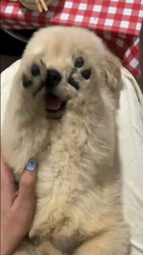 ¡Los Perritos Más Tiernos del Mundo!