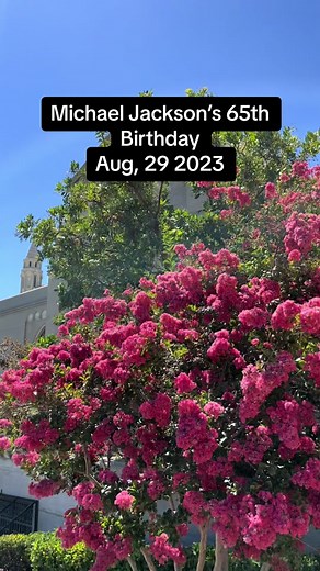 MJ fans from around the world gather to celebrate Michael Jackson’s 65th birthday outside of his tomb at Forest Lawn cemetery in Glendale, CA on August 29, 2023. #michaeljackson #michaeljacksonbirthday #mj #kingofpop #michael #jackson5 #mjbirthday #joyofeverything #happybirthday #mjtribute