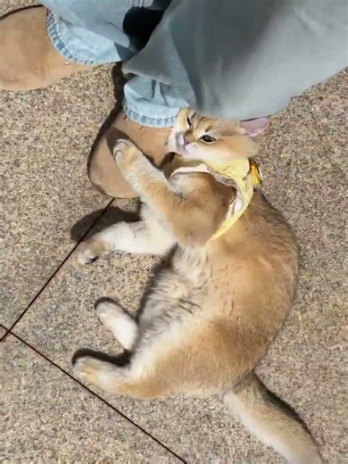 Monet's Garden: A Kitten's Adventure in Blossoms