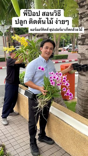 พี่่ป๊อป แนะนำ เทคนิค ปลูก กล้วยไม้ ผูกติดกับต้นไม้ ง่ายง่าย โดยผูกกระถาง รอ ไว้รอบต้นไม้แบบนี้เลยครับ สลับ สับเปลี่ยน ได้ง่าย วิธีนี้ ง่ายสุดแล้วครับ | AIRORCHID SUPERMARKET