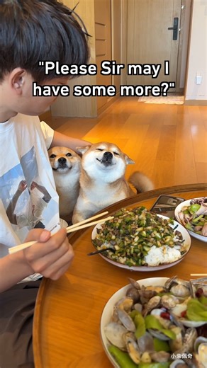 Doge yearns for the carbs #shibainu #9gag | 9GAG