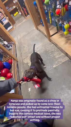 57 reactions · 50 shares | Margo has survived getting dumped, sold,...