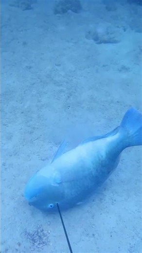 I Didn't Know Fish Had An Off Switch..