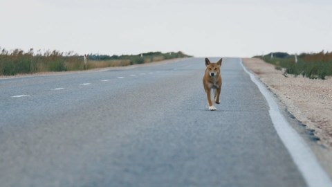 Is Australia's native dog, the dingo, having an identity crisis?