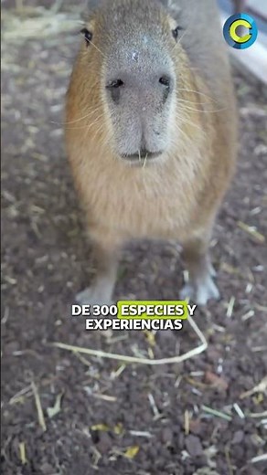 Visita el Acuario Michin CDMX