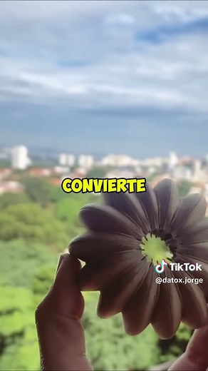 La planta que explota: laura crepitans