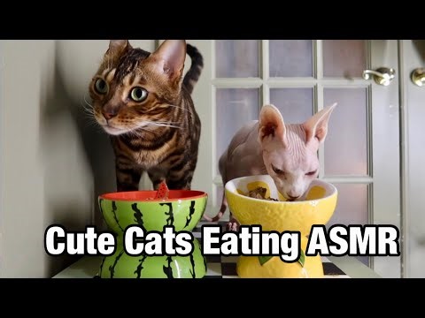Bengal Cat and Sphynx Cat Eating ASMR Cat mukbang #sphynxcat #bengalcat 