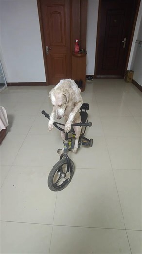 dog riding a bicycle