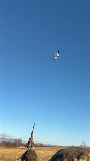 PA single snow goose