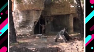 Wild viral video shows zookeepers trying to hide from silverback gorilla at Fort Worth zoo
