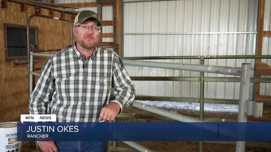 Virtual fencing technology lets Montana ranchers herd cattle with smartphone apps