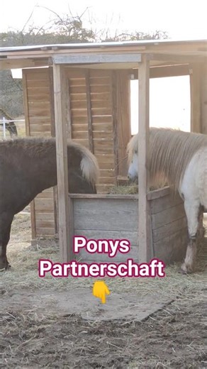 Pony Hengste Bindung ✨🌙 #pferde #pony