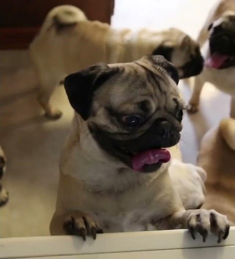 BABY PUGS! - Doug The Pug