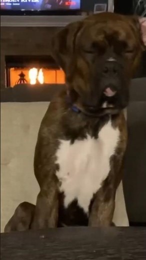 😂 Funniest Dogs on the Internet 🐶 | Try NOT to Laugh Challenge! 🤣
