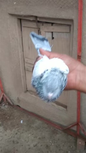 kasuri sab (@kasuri.sab)’s videos with original sound - Cinematic World