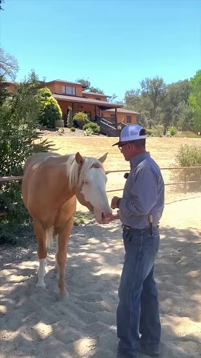 Addressing separation anxiety isn't just about fixing a problem—it's about building connection and self-confidence. When a horse feels secure and connected, they're comfortable even when alone. Meet Bodhi, who’s confidently exploring on his own. It’s not about fixing, but fostering confidence and connection from the start. #HorseConnection #Confidence #separationanxiety #horsemanship #horsetraining #horsetrainingtips #journeyon #horse #warwickschiller | Warwick Schiller's Attuned Horsemanship