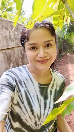 Sizes of Mango trees in my garden