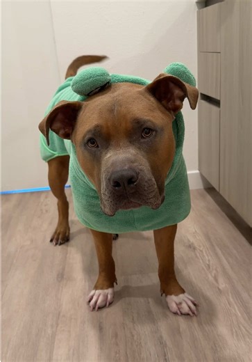 itskenzoandco (@itskenzoandco)’s video of giving my dog a bath