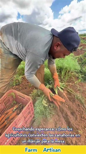 Cosechando esperanza: cómo los agricultores convierten las zanahorias en un manjar para la mesa