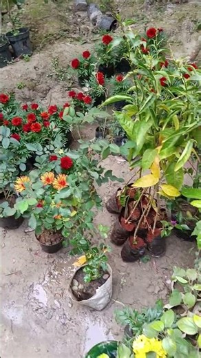 Exploring a Local Flower Nursery 🌺 | Simple Nature Walk