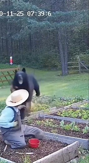 “Ferocious black bear attack #animals