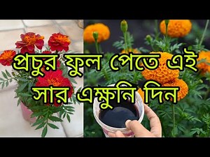 গাঁদা গাছের দিগুন বৃদ্ধি এবং প্রচুর ফুল পেতে এই সার এক্ষুনি দিন ।Marigold plant care