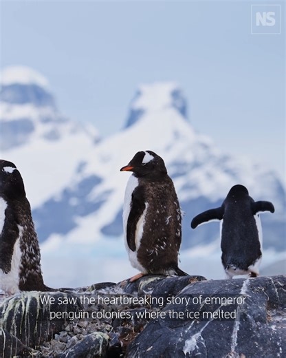 Hundreds of researchers held an emergency summit on the future of Antarctica last month, as they scramble to understand the effects of the continent’s randomly disappearing sea ice. | New Scientist