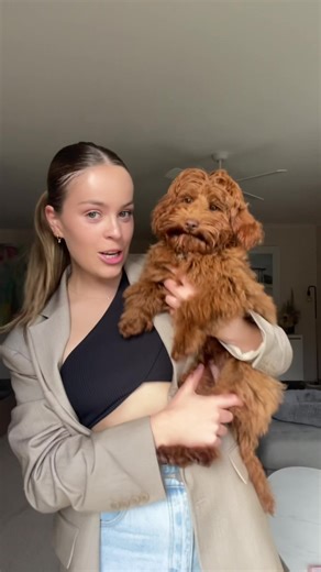 Toy Cavoodle Growth Stages and Size Comparison