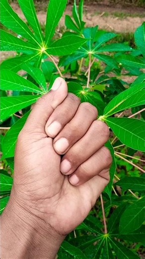 The grasshopper attack mode