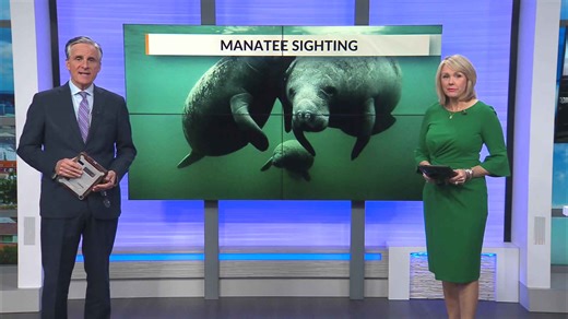 Unexpected winter guest: Manatee found swimming in Fairhope marina