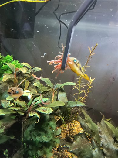 Feeding Blood Worms to the Pea Puffers
