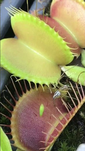CARNIVOROUS PLANTS eating a man !!!!