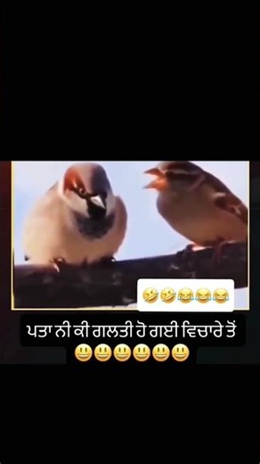 Male and female sparrow 🤣🤣