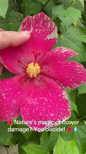🌺 I’ve never seen a hibiscus do this after rain!
