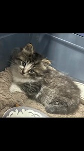 Catfe cuteness | Catfe Lounge