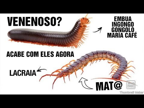 Diferença entre piolho de cobra e ingongo EMBUA gongolo Maria café/piolho de cobra e EMBUA tem venen