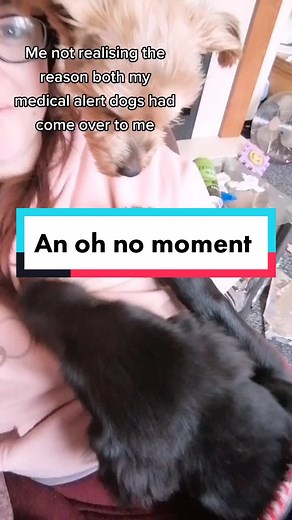 lokitheassistancedog on TikTok