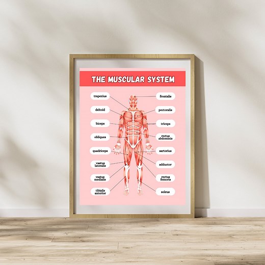 The Muscular System Poster, Anatomy Poster, Classroom Poster, Muscles of the Body, Bodily Systems Poster, DIGITAL DOWNLOAD - Etsy